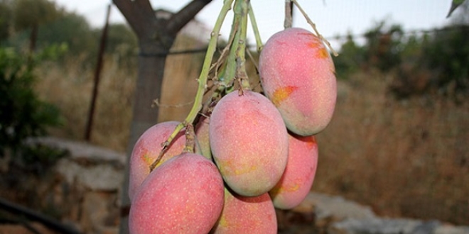 Gazipaal mangonun tanesi 8 liraya alc buluyor