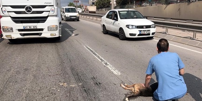Yaralı köpek için tırı siper etti
