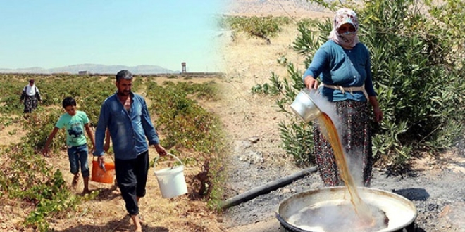 Mardin'de bağ bozumu başladı