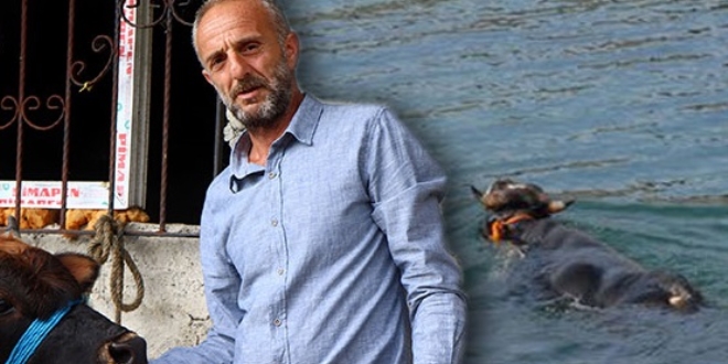 Rize'den Trabzon'a yüzen boğanın sahibi kararını verdi