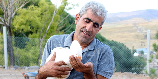 Emekli ��retmen, k�yde kaz beslemeye ba�lad�