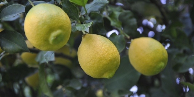 Limonun ateşini hasat düşürecek
