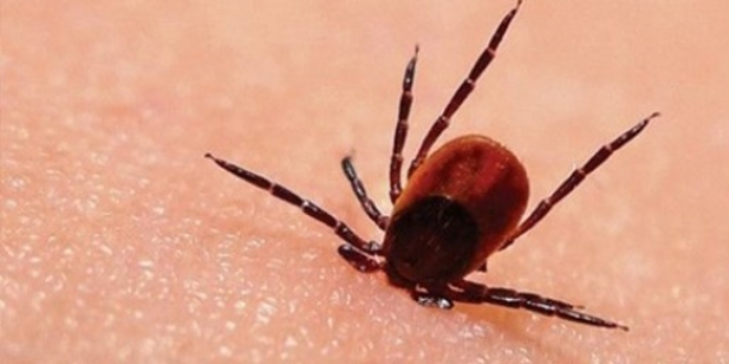 B�cek sokmas�nda ilk yard�m nas�l olmal�?