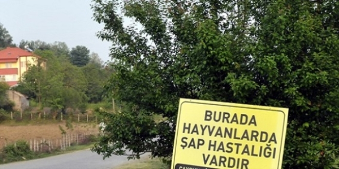 Kırşehir'de şap karantinası
