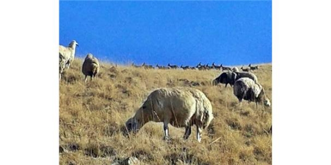 Şırnak'ta kayalıktan atlayan koyun ve keçi sürüsü telef oldu