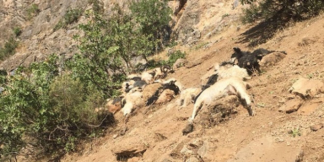 rnak'ta kayalklardan atlayan 200 koyun ve kei telef oldu