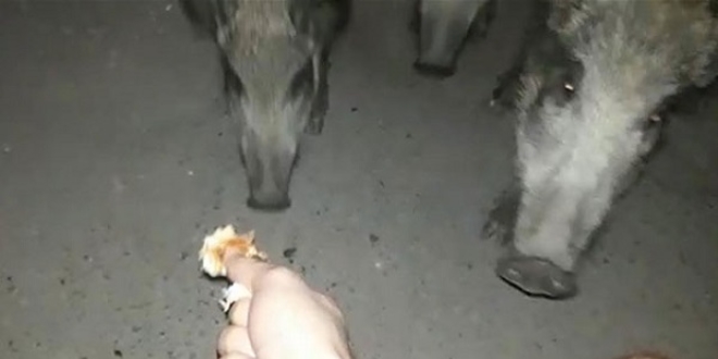 Yaban domuzlarını elleriye besledi