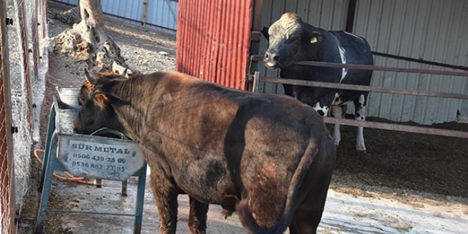 Yüzen boğa 'Ferdinand' kankasını buldu