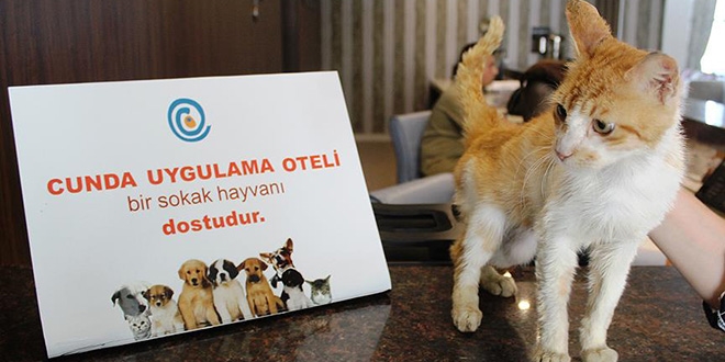 Uygulama oteli sokak hayvanlarına kucak açıyor