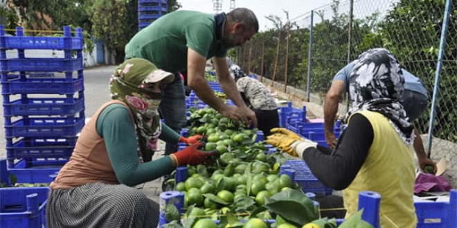 Hatay'da erkenci cins mandalina hasadı başladı