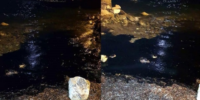 Alia�a ve Fo�a sahilleri petrole buland�