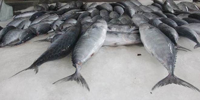 Karadeniz'de tezgahlarda palamut bollu�u