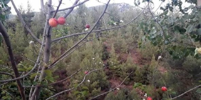 Erik ağacı ikinci kez çiçek açtı