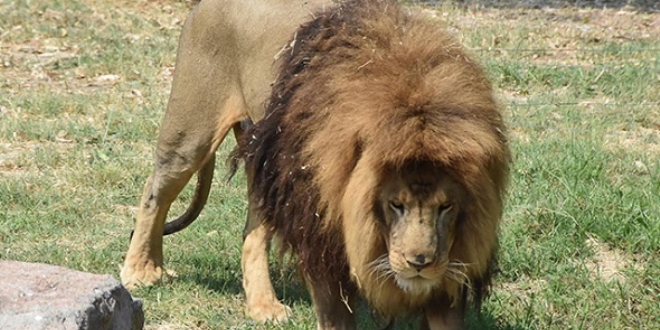 Aslanlara, kaplanlara, fillere �ocuklar� gibi bak�yorlar