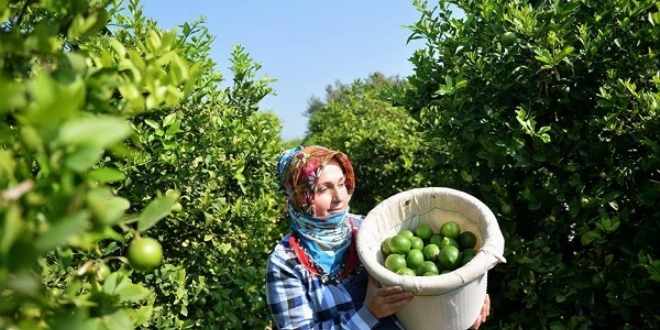 Limon hasadında yük kadınlarda