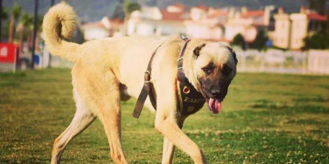 O köpek, Fethiye'de 'turizm zabıtası' oldu