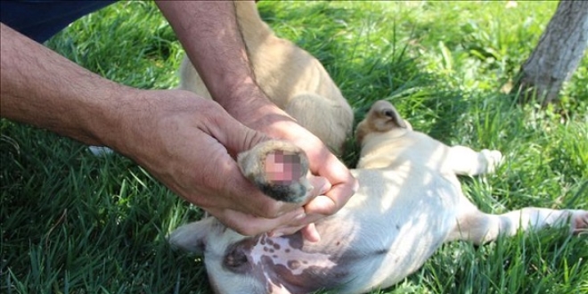 Ayaklar� kesilmi� iki k�pek yavrusunun tedavileri tamamland�