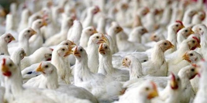 Şeker Piliç'in kesimhane ve idare binası bankanın oldu