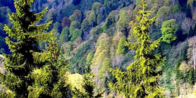 Ormanları istila eden böceğe karşı biyolojik mücadele