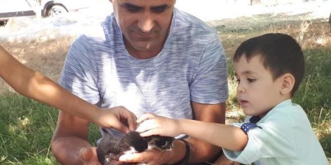 Telef olan kedinin yavrular�na, ��retmen sahip ��kt�