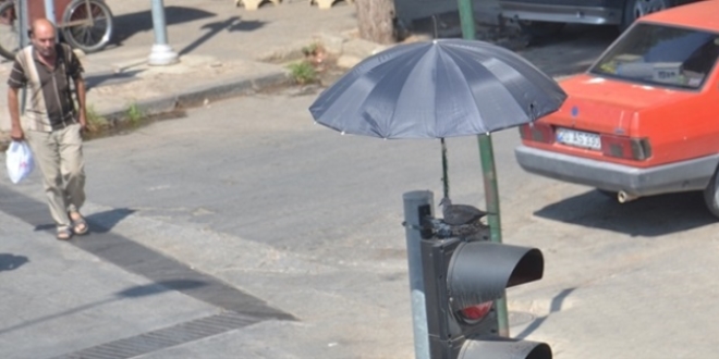 İzmir'de kumruya şemsiyeli koruma