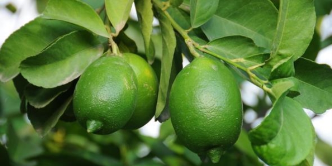 Limon fiyatlar� 2,5 TL'ye kadar d��ecek