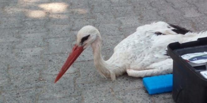 Göç yolundaki leyleği silahla vurdular
