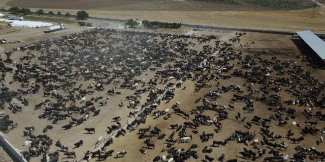 'Şarbonla ilgili şu anda panik yapılacak bir durum yok'