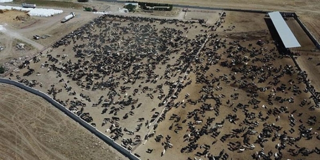 Bakan Yard�mc�s�: �arbon hastal��� kontrol alt�nda