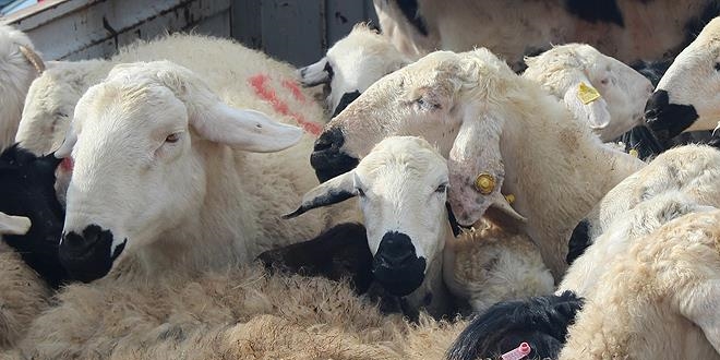 '�al�nd�' ihbar� yapt��� koyunlar '�al�nt�' ��kt�