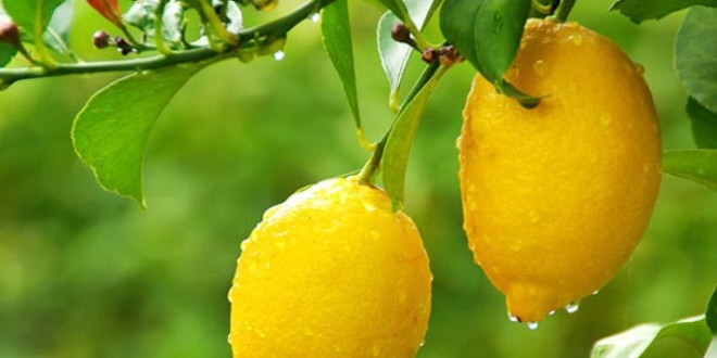 Çukurova'da limon verimi çiftçiyi mutlu etti