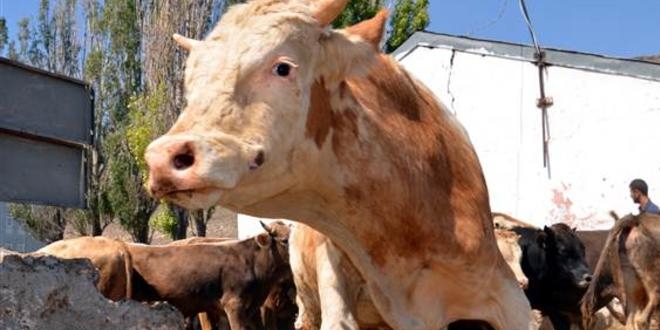 Amasya İl Sağlık Müdürü'nden 'şarbon' açıklaması