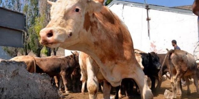 Şarbon vakaları abartılıyor mu?