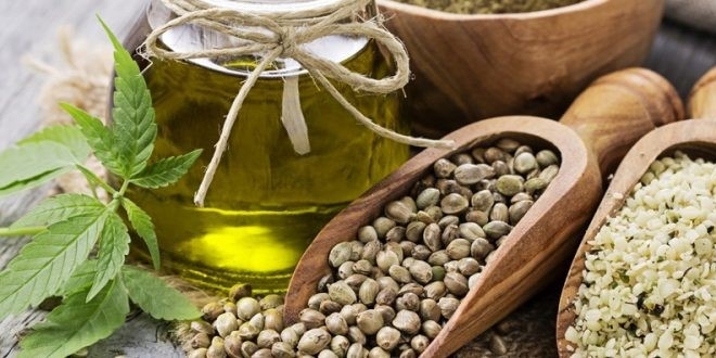 Unutulan ya da unutturulan bitki 'Endüstriyel Kenevir'
