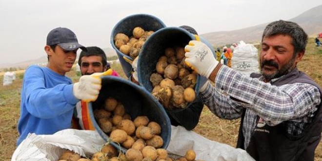 Sivas'ta 7 çeşit yerli patates üretildi