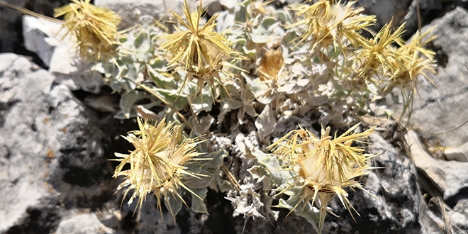 Akdeniz'e zg yerel bir endemik bitki tr kefedildi