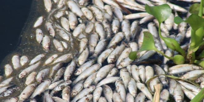 Asi Nehri'nde binlerce �l� bal�k sahile vurdu