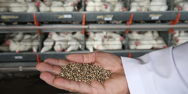 Her kenevirden korkmay�n