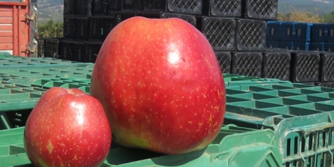 1 kiloluk elma grenleri akna eviriyor