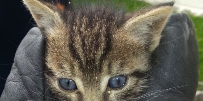 Hayvan sevgisini aşılamak için çocuklara 'kedi maması' dağıtıldı