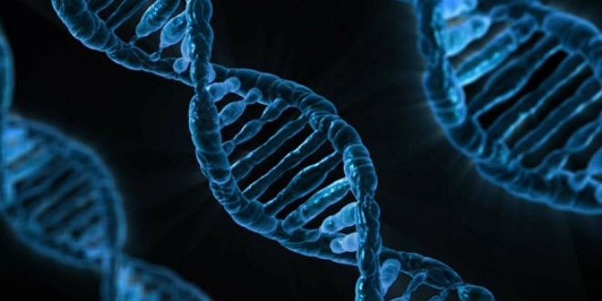 Tketilen gdann DNA'ya 'net' etkileri tespit edildi