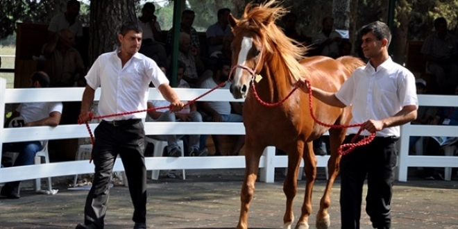 Safkan Arap koşu tayları ihaleyle satılacak