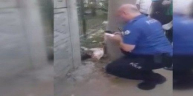 �n patileri kesik bulunan kedi �ld�