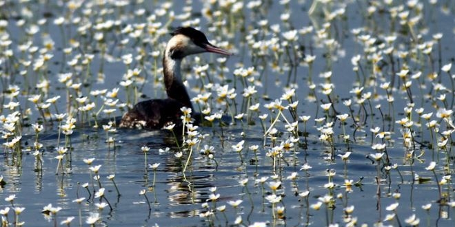 K�z�l�rmak Deltas� Ku� Cenneti UNESCO yolunda