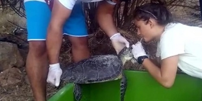 Caretta caretta'ya suni teneff�s yaparak hayat d�nd�rd�ler