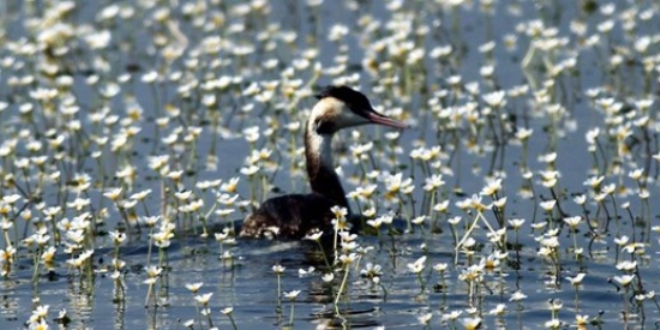 K�z�l�rmak Deltas� Ku� Cenneti UNESCO yolunda