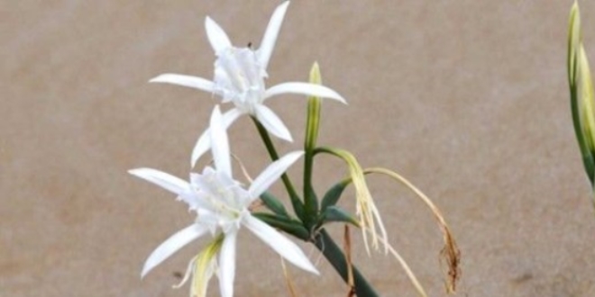 Nesli t�kenen kum zamba��n� koparana 48 bin lira ceza