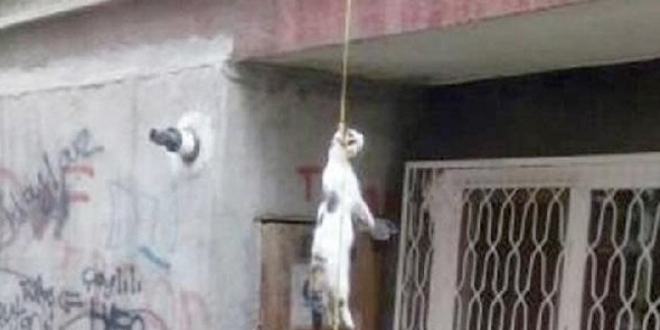 Boğazından iple asılı ölü kedi bulunmasıyla ilgili soruşturma