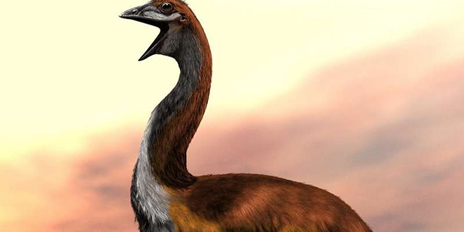 Dünyanın en büyük kuşu üç metrelik 'Vorombe titan'