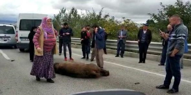 Kazada ölen ayıya önce beddua sonra tekme!